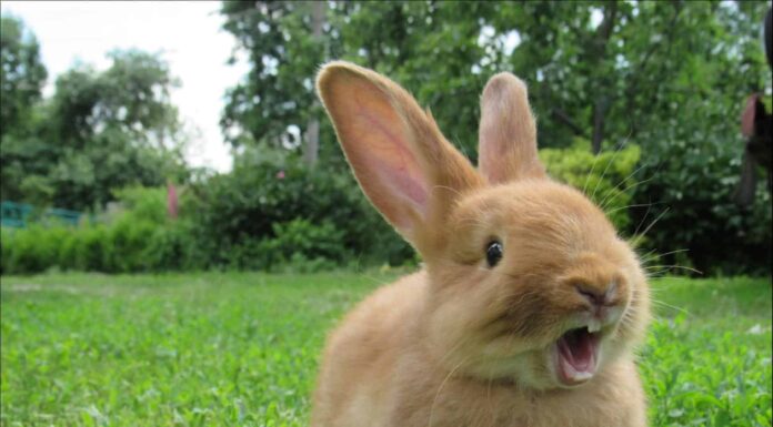 I 10 animali selvatici più amichevoli (migliori) del mondo
