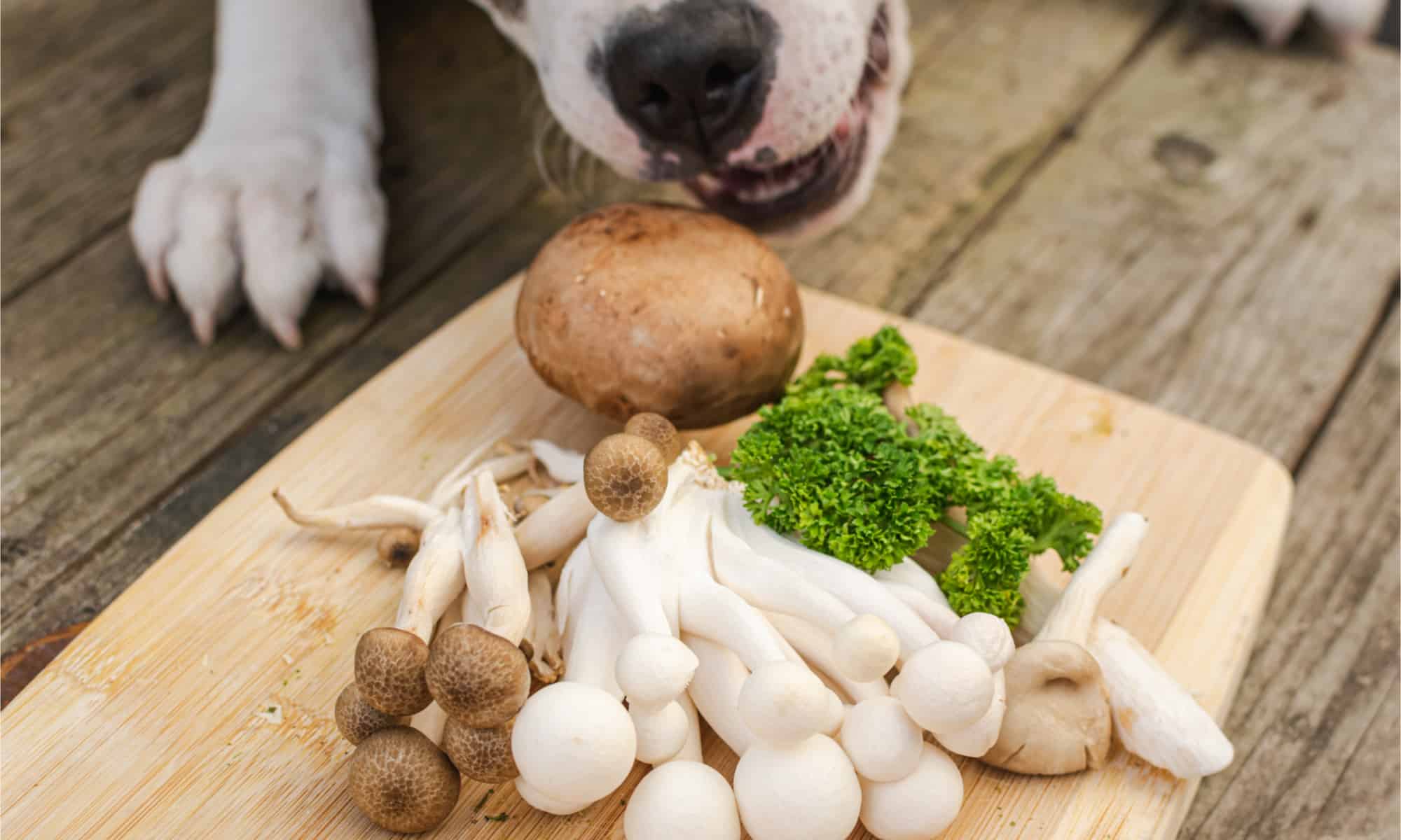 Can Dogs Eat Mushrooms? What Are the Risks?