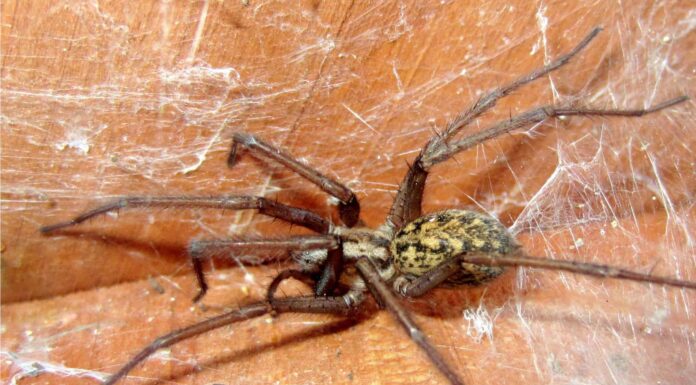 10 ragni nel Wyoming
