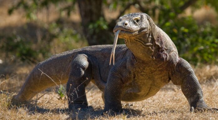 10 incredibili fatti sul drago di Komodo

