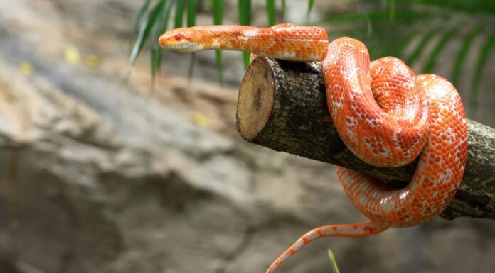 Coral Snake vs Corn Snake: qual è la differenza?
