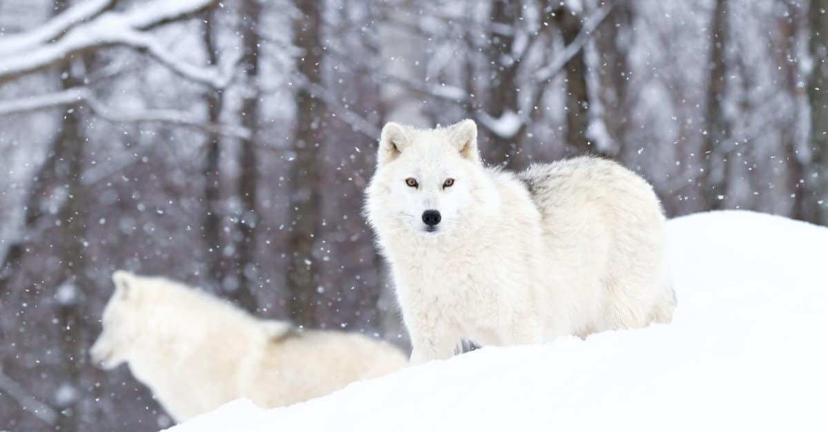 Arctic wolf