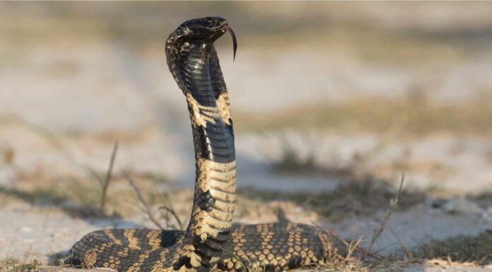 10 fatti incredibili sui serpenti
