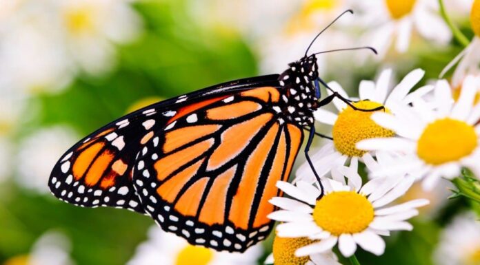 10 fatti incredibili sulla farfalla
