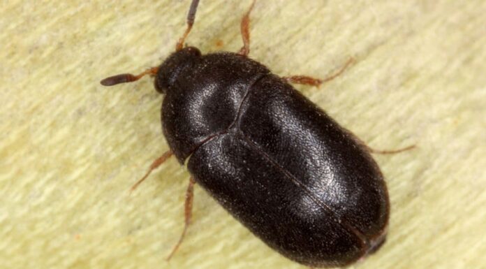 Scarafaggio del tappeto vs cimice: quali sono le differenze?
