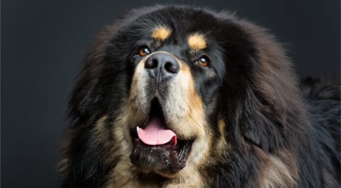 Caucasian Shepherd on a white background