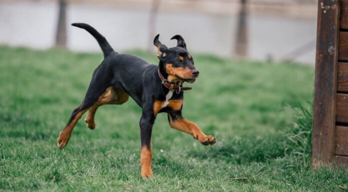 8 migliori parchi per cani a Nashville
