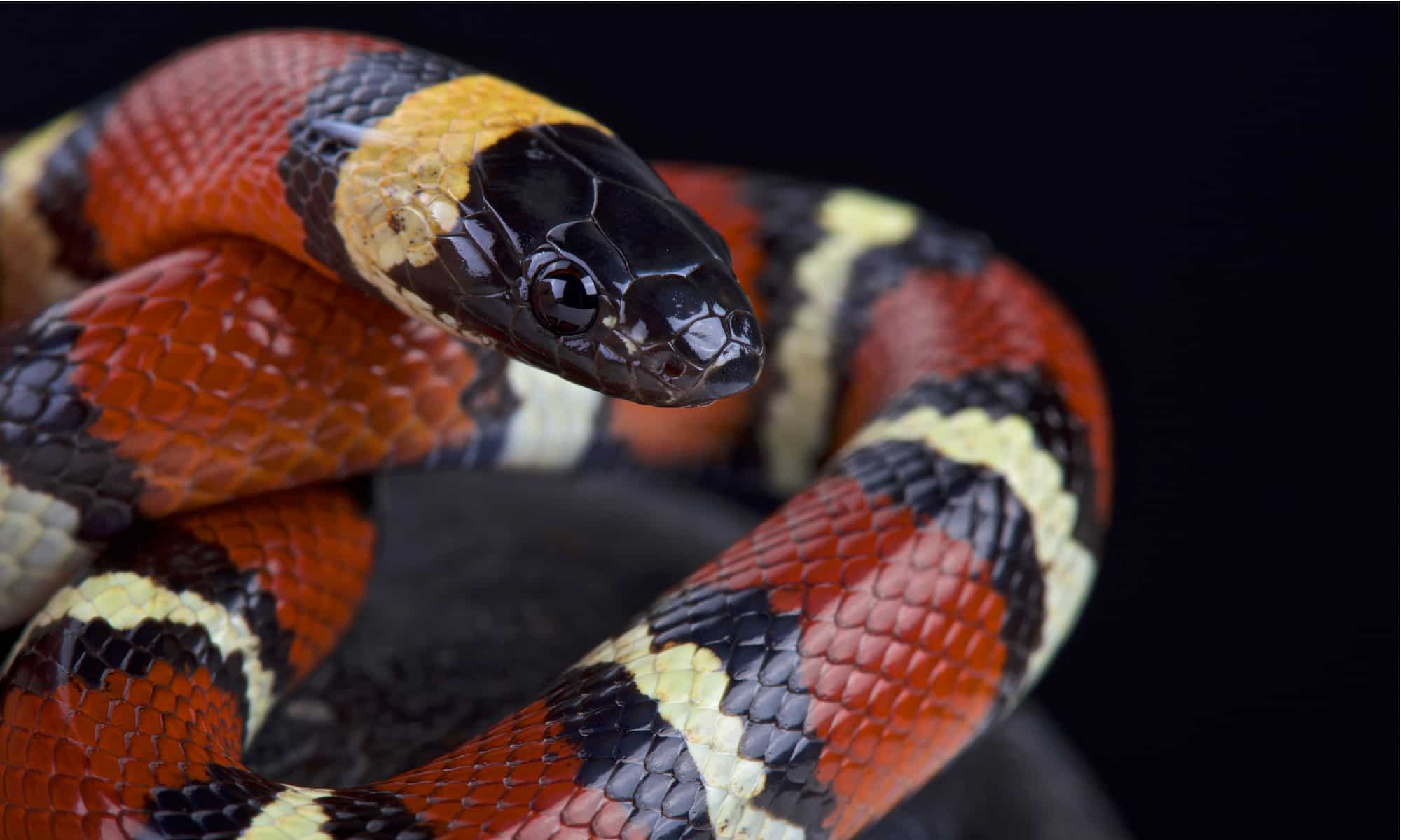 Scopri il serpente del latte più grande mai registrato