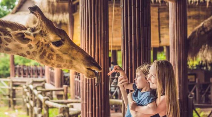 Visita il più grande zoo degli Stati Uniti
