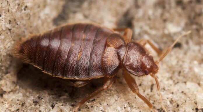 Scarabeo ragno vs cimice: quali sono le differenze?
