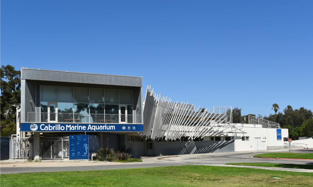 Giant Pacific Octopus