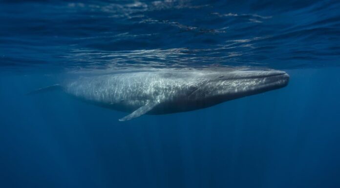 Biggest Animals Ever to Walk the Earth: Blue Whale