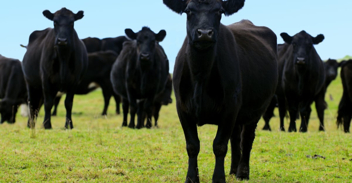 10 fatti incredibili sulla mucca