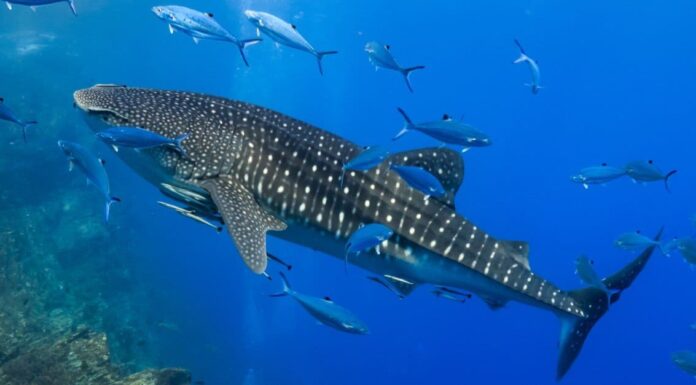 Quanto tempo vivono gli squali?
