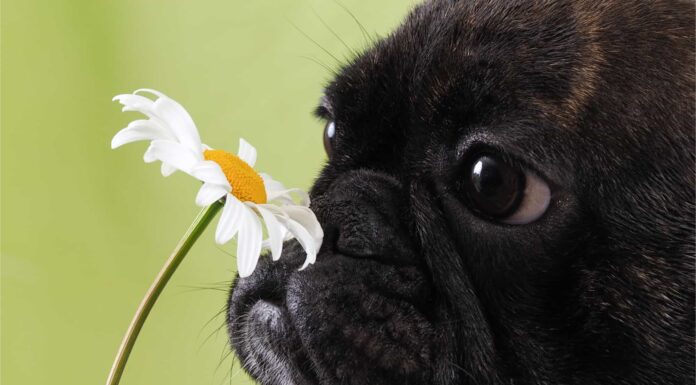 Margherita vs camomilla: come distinguere queste piante
