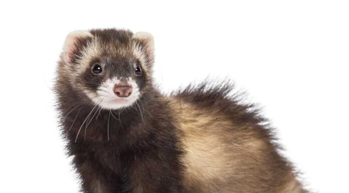 Durata della vita del furetto: quanto tempo vivono i furetti?
