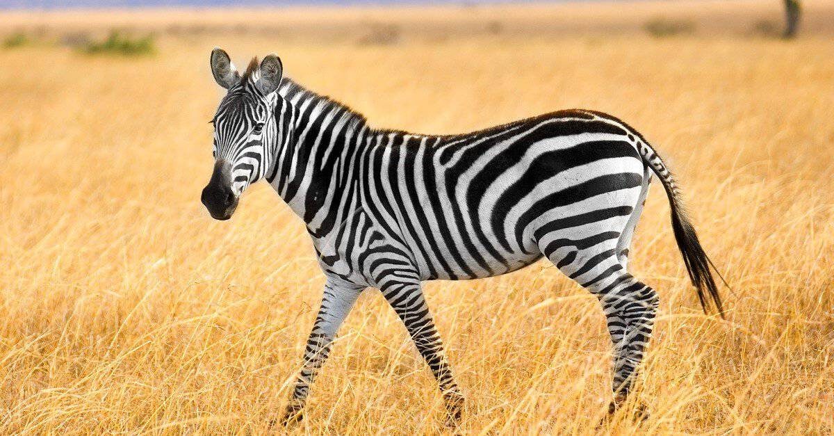 10 fatti incredibili sulla zebra