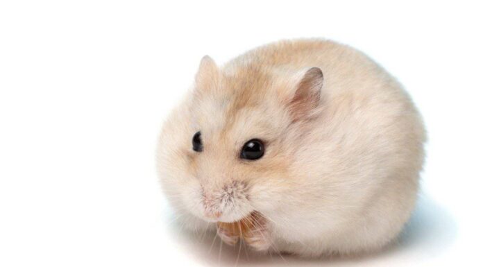 10 fatti incredibili sui criceti 10 fatti incredibili sui criceti