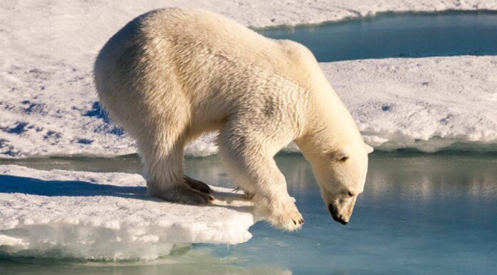 Ci sono orsi in Antartide?
