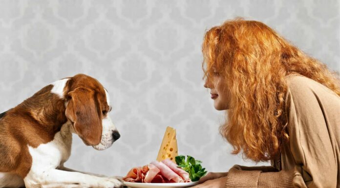  I cani possono mangiare carne cruda?  Solo alcuni, evitano questi 3 assassini
