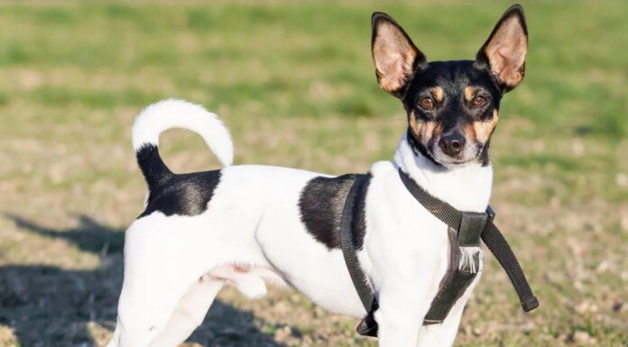 I 6 migliori parchi per cani a Scottsdale
