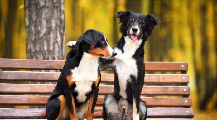 I migliori 5 parchi per cani a Gilbert e dintorni
