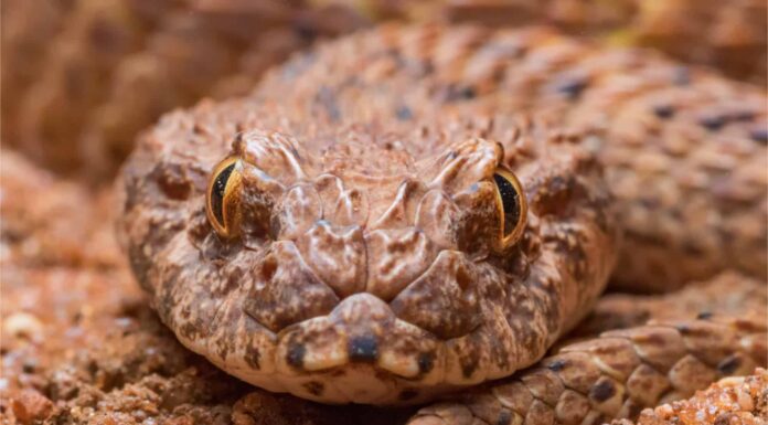 Scopri il più grande Death Adder mai registrato
