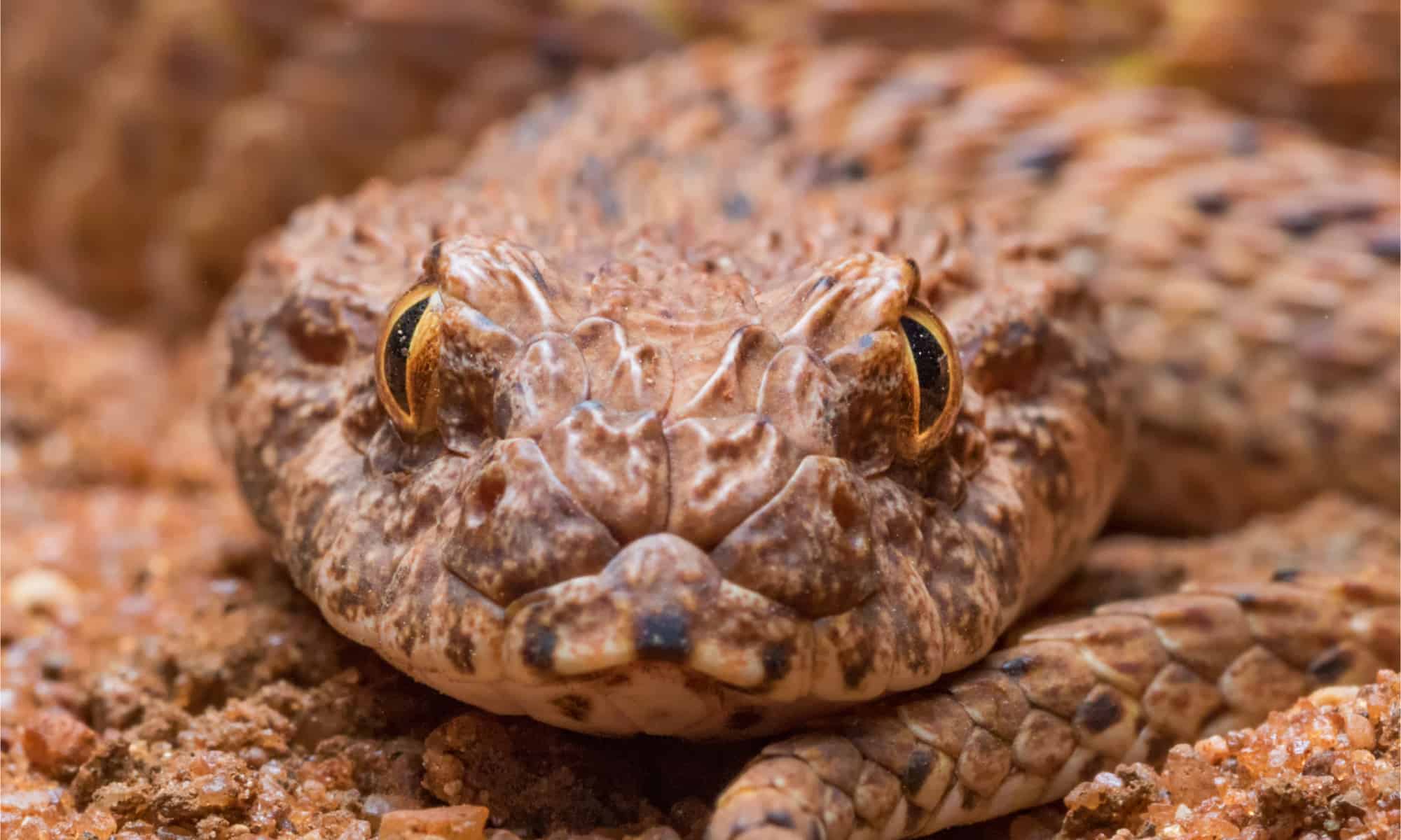 Scopri il più grande Death Adder mai registrato