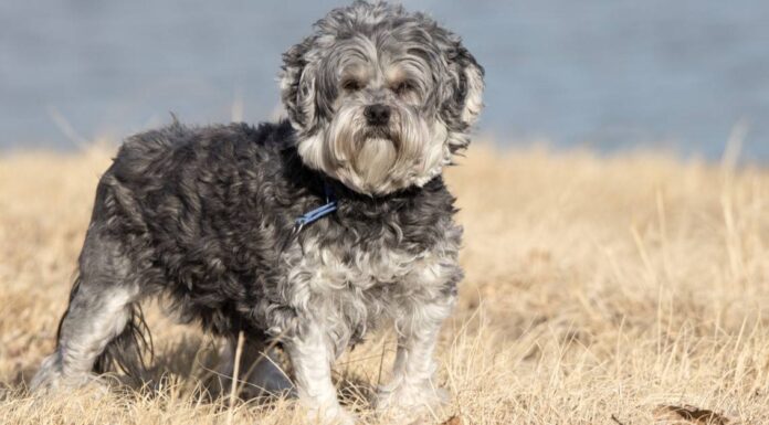 I 5 migliori parchi per cani a Frisco e dintorni
