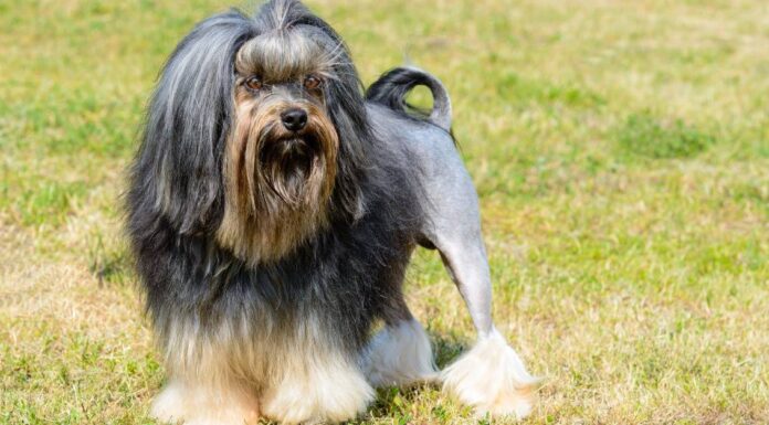 I 5 migliori parchi per cani a Irving e dintorni
