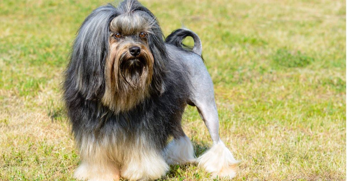 I 5 migliori parchi per cani a Irving e dintorni