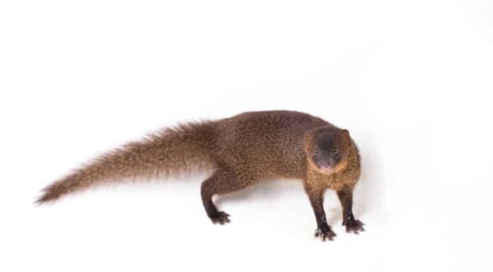 Honey Badger vs Mongoose: 5 differenze chiave
