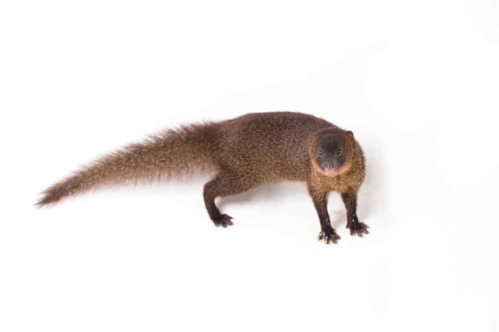 Honey Badger vs Mongoose: 5 differenze chiave