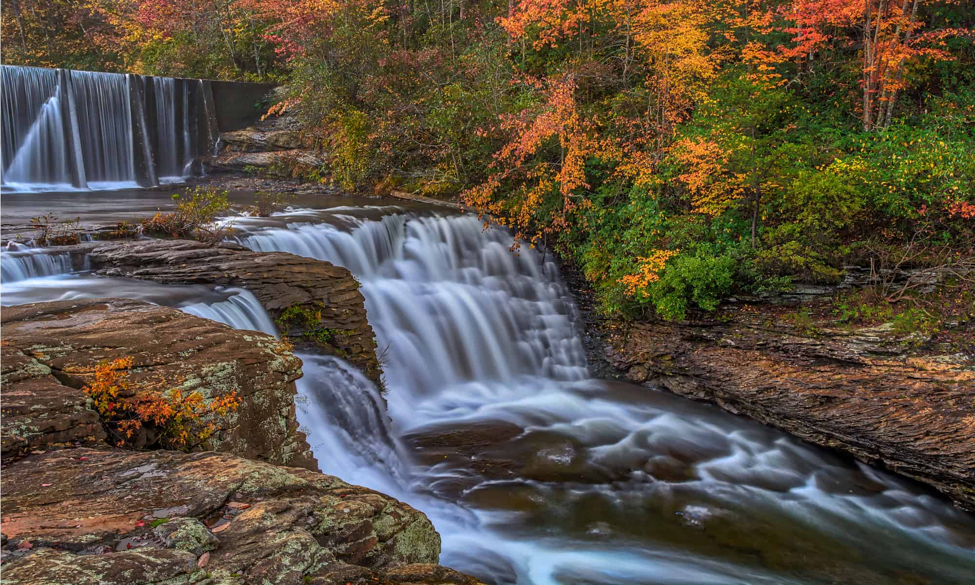 European Beachgrass (Ammophila arenaria)