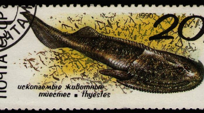 Scopri l'antica creatura che caccia come uno squalo e 