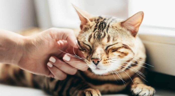  Gli animali sono senzienti?  E fino a che punto?
