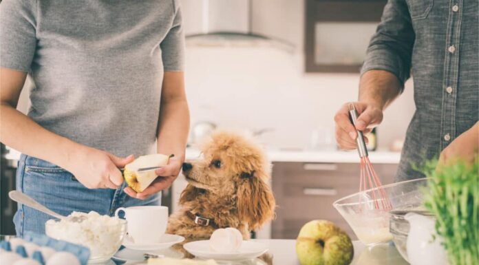  I cani possono mangiare le pere?  Leggi questo prima

