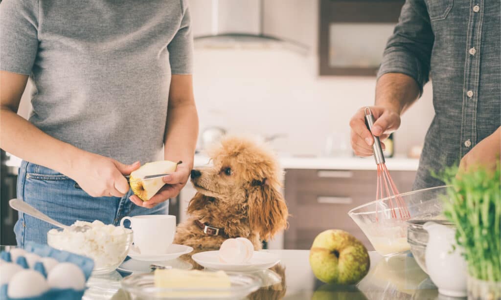 I cani possono mangiare le pere?  Leggi questo prima