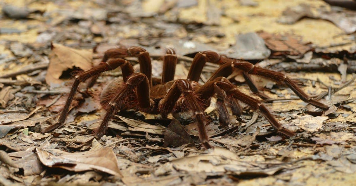 Close-Up of Huntsman Spider