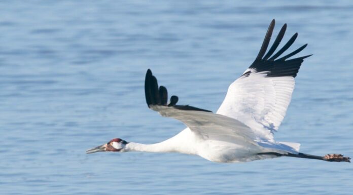 Gru vs Cicogna: quali sono le differenze?
