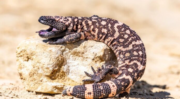 Lucertola con perline messicane vs mostro di Gila: quali sono le differenze?
