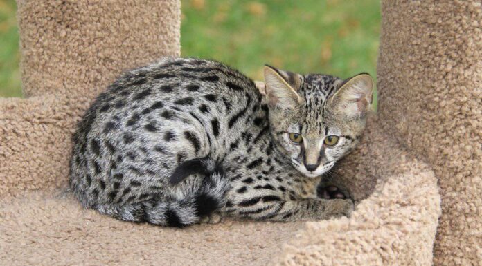 Serval vs Savannah Cat: differenze chiave (e chi vincerebbe in un combattimento!)
