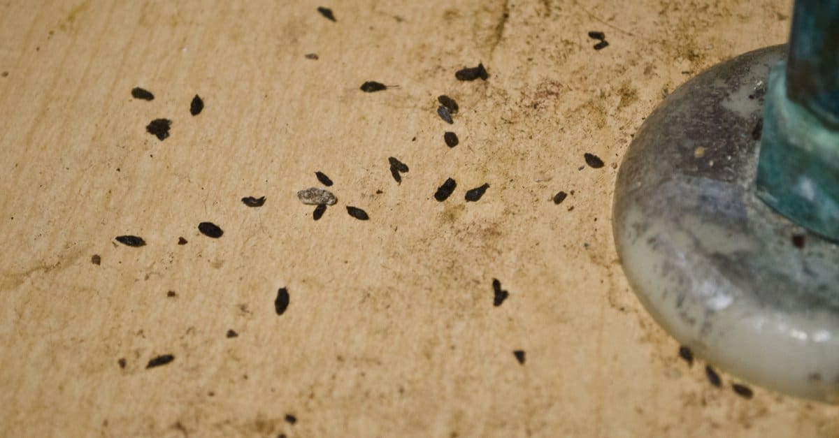 Cacca di topo vs cacca di pipistrello: quali sono le 8 differenze chiave?