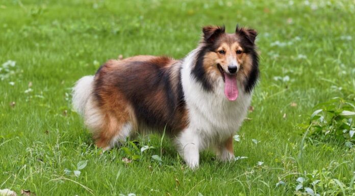 Shetland Sheepdog vs Collie
