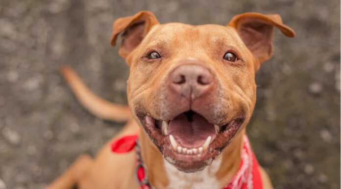 86 Emozionanti nomi di cani spagnoli e il loro significato
