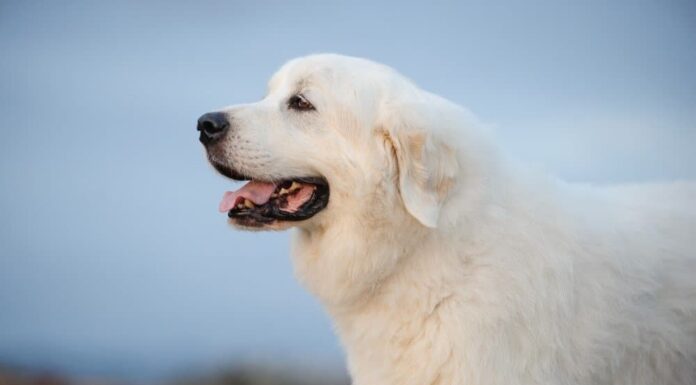 Great Pyrenees Vs Golden Retriever: Principali differenze di razza

