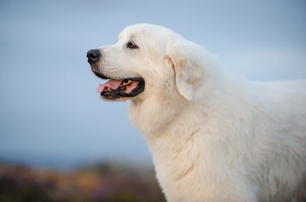 Great Pyrenees Vs Golden Retriever: Principali differenze di razza