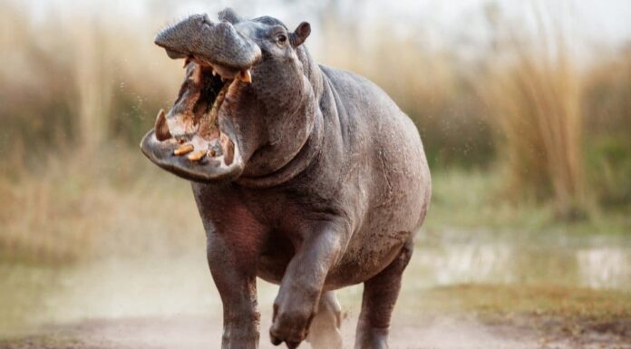 Ippopotamo vs coccodrillo d'acqua salata: differenze chiave (e chi vincerebbe in un combattimento!)
