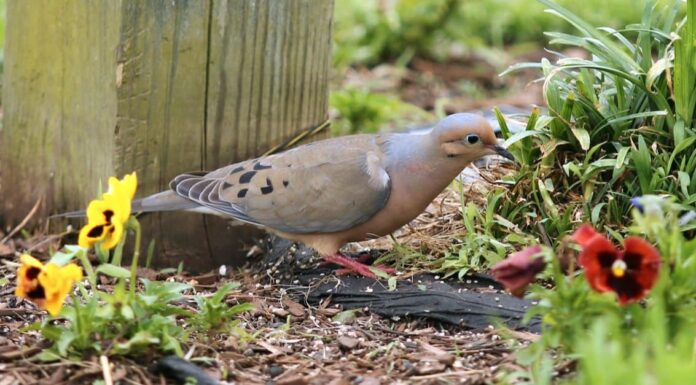 Colomba in lutto maschio vs femmina: quali sono le differenze?
