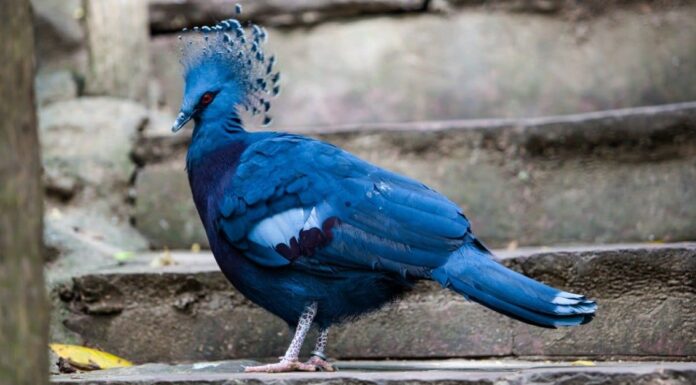 Piccione contro colomba in lutto: quali sono le differenze?
